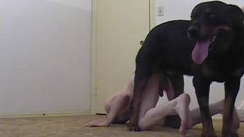 Ebony canine penetrates a filthy-minded beast-lover in butt-to-butt position