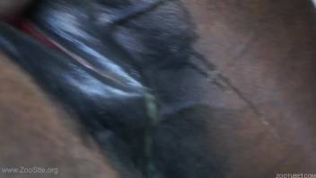 Stunning barnyard zoophilia scene featuring a handsome stallion