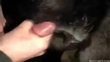 Guy with erect cocks ejaculates into the narrow dark aperture of a alluring creature
