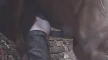 Pale guy lowers his trousers to be penetrated by a horse