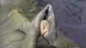 Wild footage of outdoor water animal park escapades featuring an excited dude