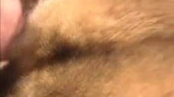Collared mature vixen performs oral on a canine to receive deep penetration