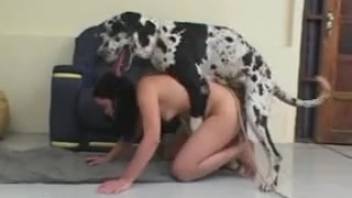 Dark-haired woman being roughly fucked by a spotted canine