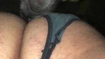 Guy in stockings gets ass-pounded by a canine