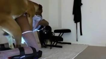 Chick in fishnet stockings getting banged by a hot doggy