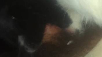 Adorable creature's hot throat pounded in POV by a guy
