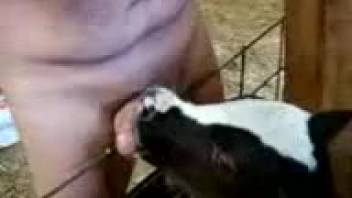 Guy shoves his hard dick into a cow's mouth