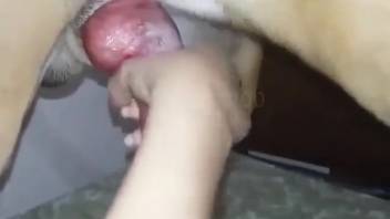 Canine demonstrates true pleasures to bare female by penetrating her